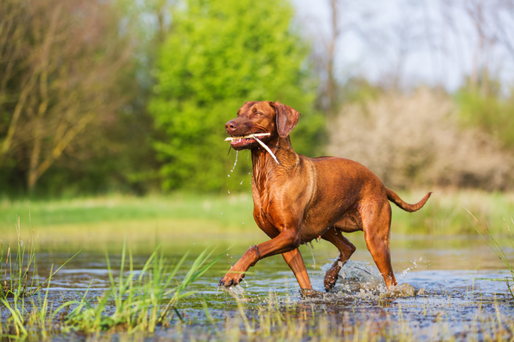 Rhodesian ridgeback